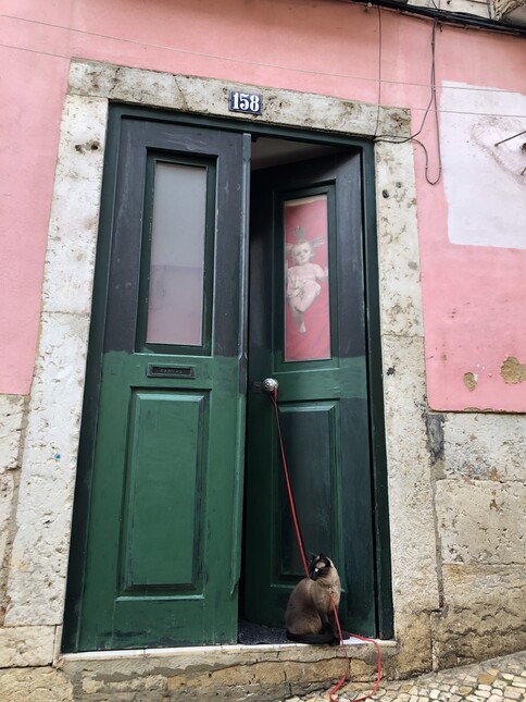 cat on leash